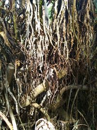 Close-up of tree trunk