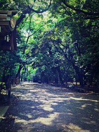 Empty footpath amidst trees