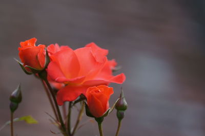 Close-up of pink rose