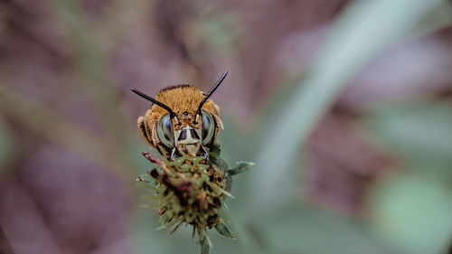 Bee green eyes