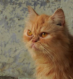Close-up portrait of a cat