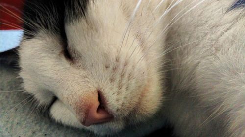 Close-up of dog sleeping