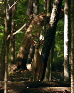 nature