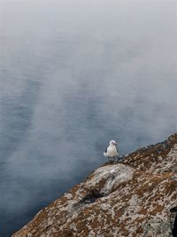Seagull perching on rock