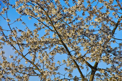 Low angle view of tree against sky