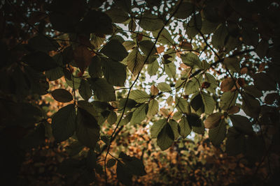 Low angle view of flowering plant