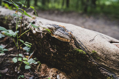 Close-up of lizard on tree trunk