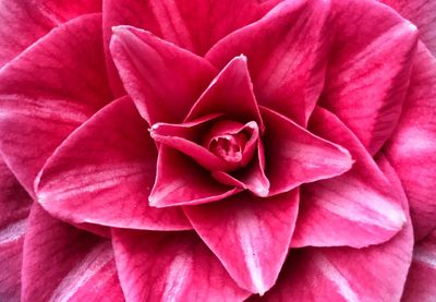 Full frame shot of pink flower