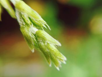 Close-up of plant