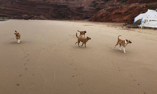 Dogs on beach