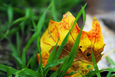 Close-up of yellow maple leaf on grass