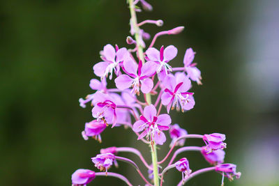 Close-up of pink flowering plant