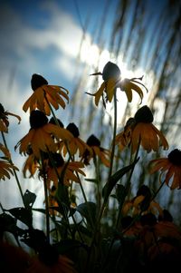 Close-up of yellow flowers