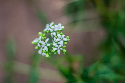 Close-up of white flowering plant