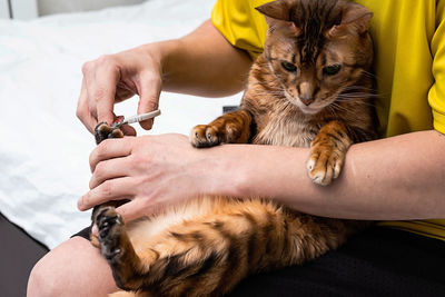 Man shearing cat's claws at home, close-up. mens hand hold scissors for cutting off cat's claws.