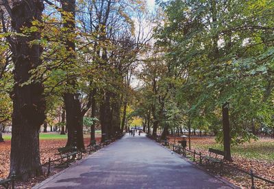 Road amidst trees in park during autumn