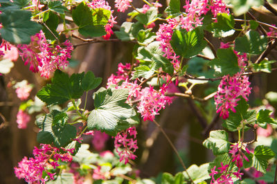 Close-up of pink flowering plants