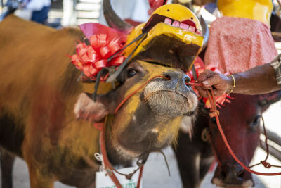 Close-up of horse