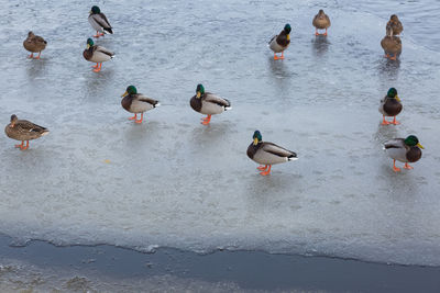 High angle view of mallard ducks in lake