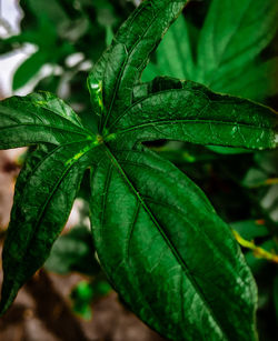 Close-up of fresh green leaves