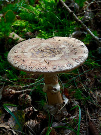 Close-up of mushrooms