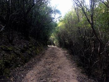 Walkway amidst trees against sky