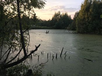 View of birds in lake