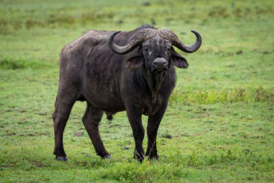 Cape buffalo by tree on grassy field