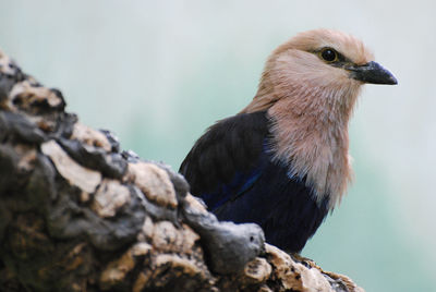 Fantastic white headed kingfisher bird on a wooden log.