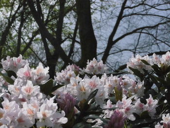 Close-up of white flowers blooming on tree