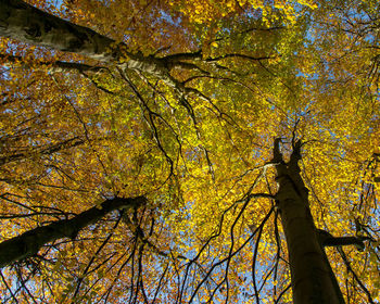 Low angle view of trees in forest during autumn