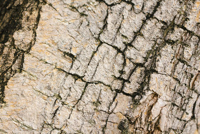 Full frame shot of tree trunk