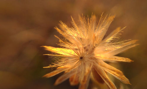 Close-up of flower