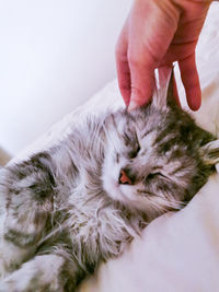 Cropped image of hand with cat