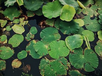 High angle view of water lily leaf on plant