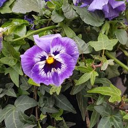 Close-up of purple flowers