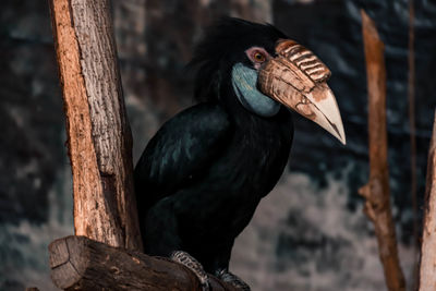 Close-up of bird perching on wooden post