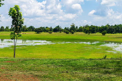 Scenic view of grassy field against sky