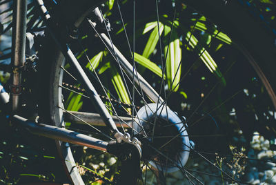 Close-up of bamboo plant