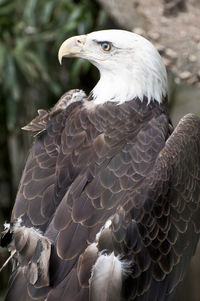 Close-up of eagle