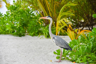 Bird perching on tree