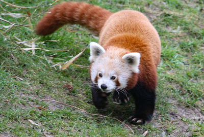 Red panda walking in a field