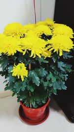 Close-up of yellow flowers