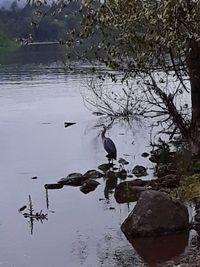 Birds on a lake