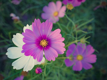 Close-up of pink flower