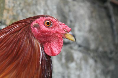 Close-up of rooster