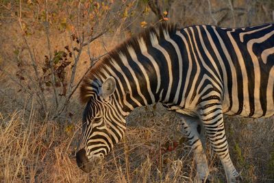 Zebras in a field