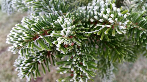 Close-up of plant