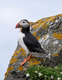 Bird perching on rock