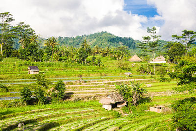 Scenic view of agricultural field against sky